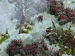 Image du jeu The Exiled 1481985252 the-exiled-le-mmorpg-sandbox